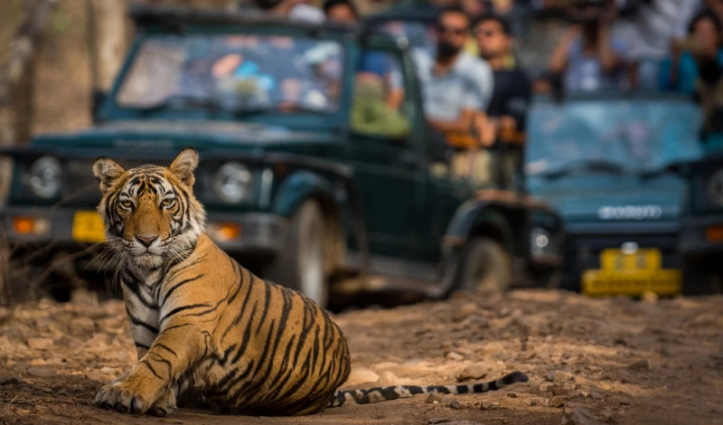 What to Expect from Ranthambore in the Winter Months
