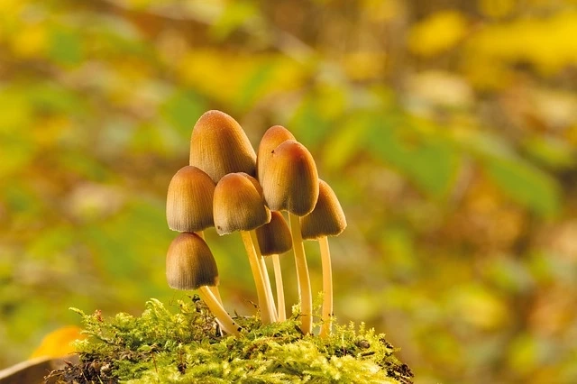 How Netflix Fantastic Fungi are Part of a Vast Right Wing Conspiracy