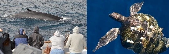 Dolphin Tours in San Diego: A Magical Encounter with Whales and Dolphins!