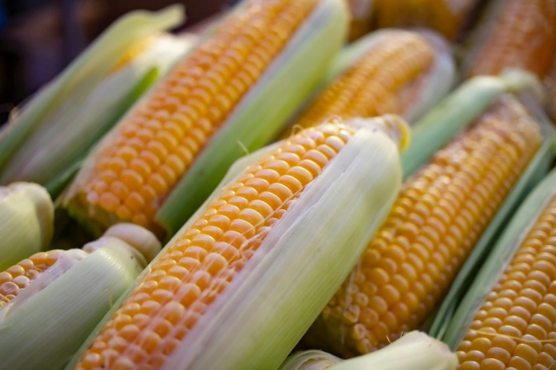 Unpacking the Mystery: Corn’s True Classification