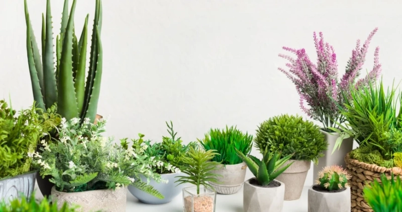 Decor La Rouge - 15 Best Indoor Plants & Importance of Plants In Your Home - Interior Design Agency