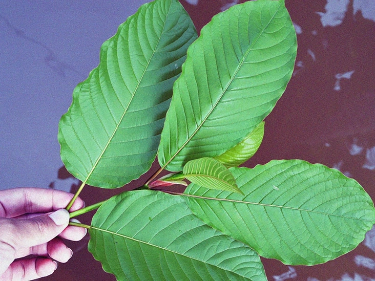 All You Need to know About Red Maeng Da Kratom