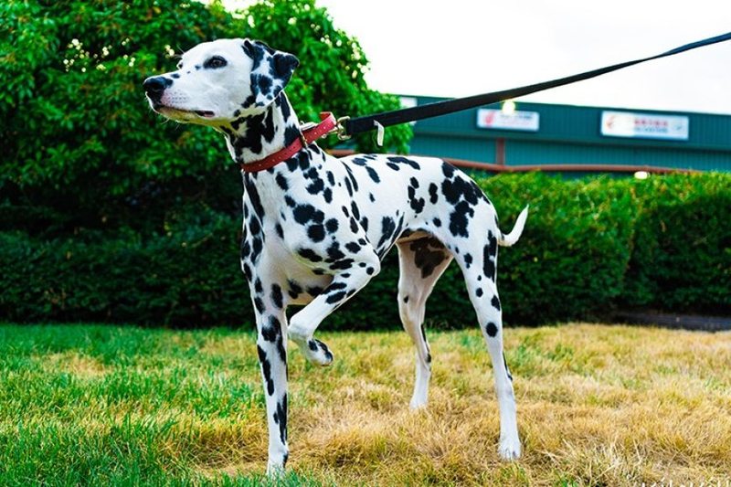 Top 12 Questions to Ask Before Hiring a Pet Transportation Company