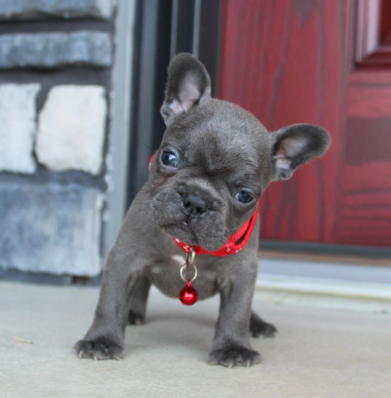 Why Is Health Testing Crucial for a Female Fluffy Frenchie?