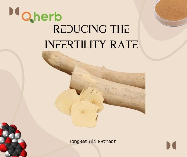 Tongkat Ali Extract Helps In Reducing The Infertility Rate- See Here!
