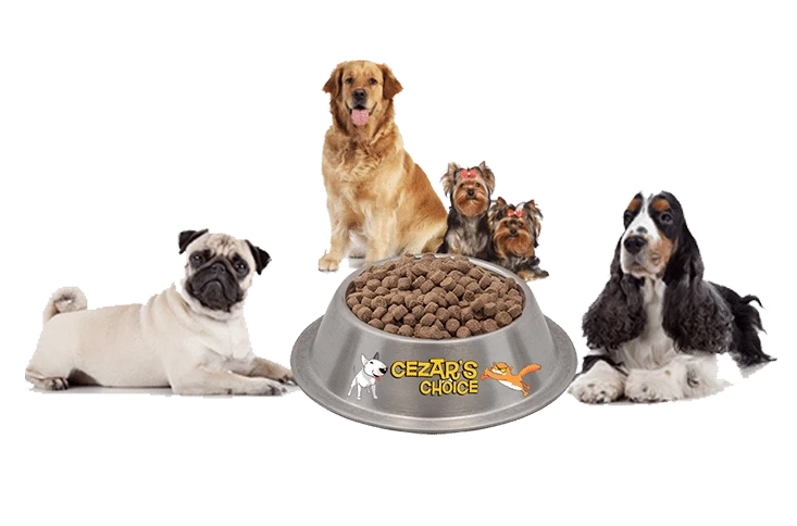 Buy the Best Dry Dog Food Australia – Place Your Order Now