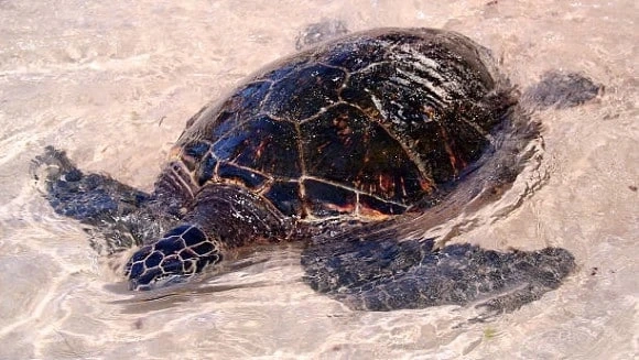 Do Turtles Need a Filter?