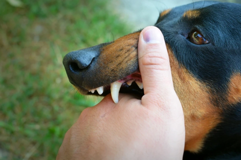 How Compensation Works in Dog Bite Cases — Insights from Las Vegas Attorneys