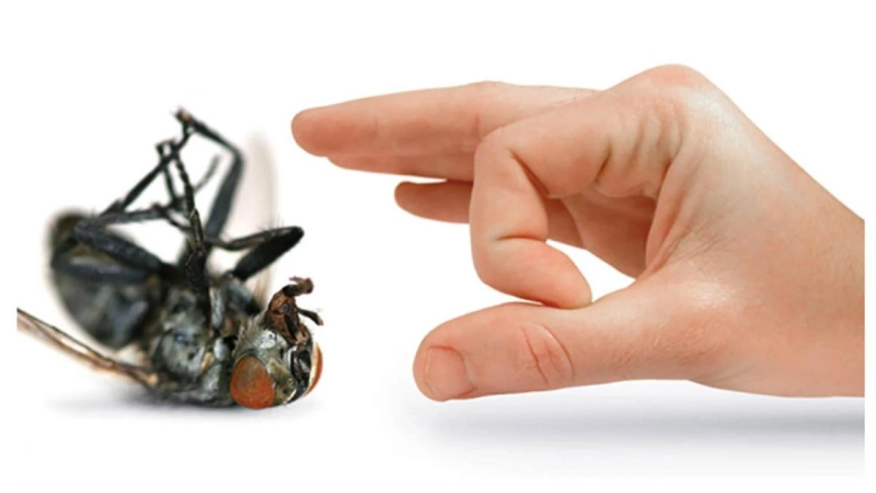 Pest control: How to Keep Pests Out of the living place