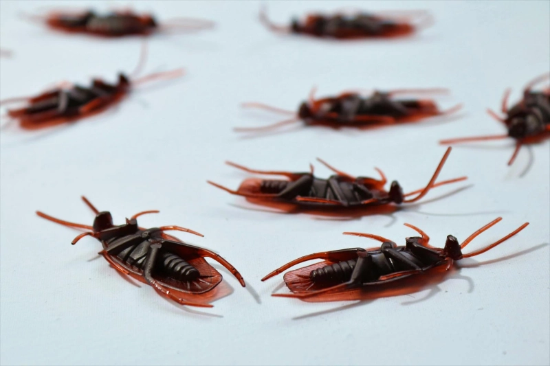 Top 5 Effective Silverfish Pest Control Methods