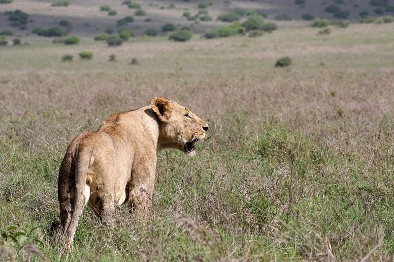 Embark on a Transformative Journey: Walking Safaris in Kenya