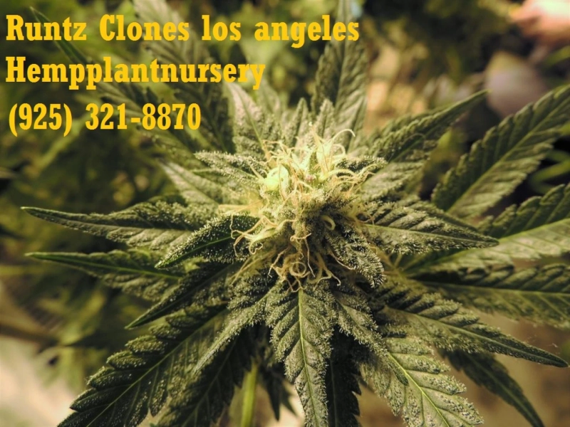 Hemp Plant Nursery Clones Sacremento