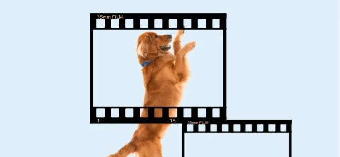 6 Questions to Ask While Choosing a Pet Marketing Agency for Modeling