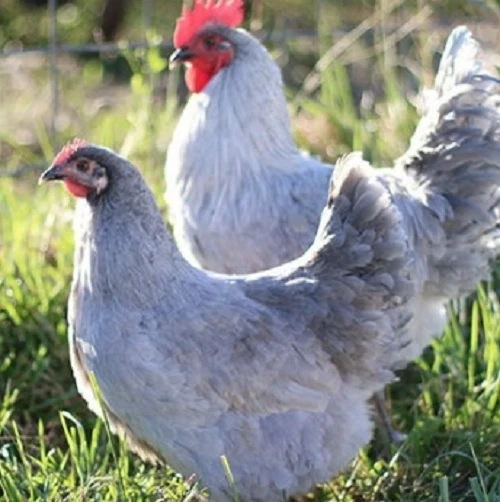 Coastal Country: The Destination for Farm, Ranch, and Country Living Needs