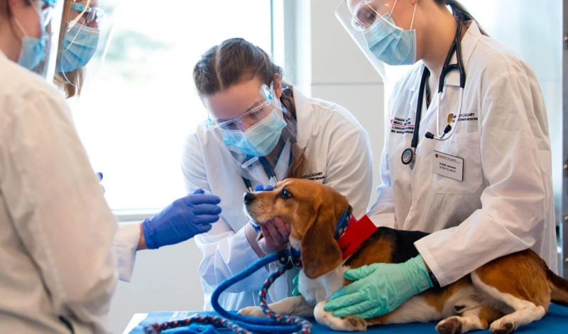Growing Demand for Veterinary Equipment and Disposables