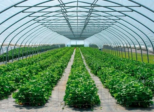 Exploring the Protected Cultivation Market Growth Size, and Major Players