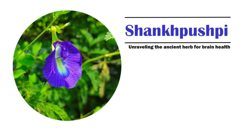 Shankhpushpi: Unraveling the Ancient Herb for Brain Health