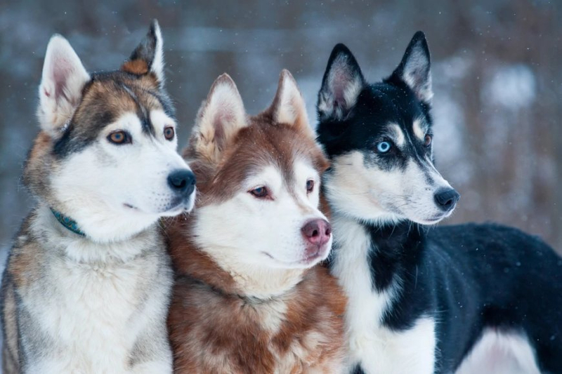 Types Of Huskies
