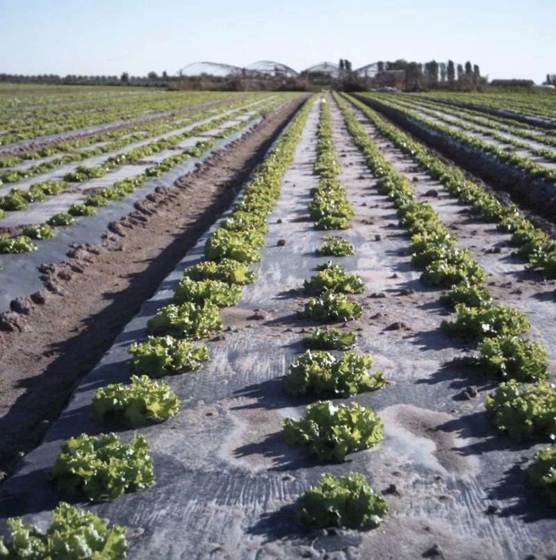 Advantages of BioAgri Mulch Film