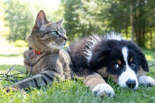 Jayme Rones's Guide to Choosing the Right Dog Breed for Your Lifestyle