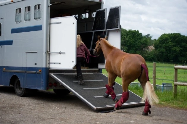 Safe and Secure Horse Transport in California with Rocking Y Ranch