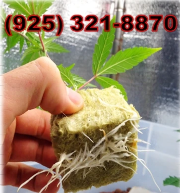 Better Than Yours (BTY) OG clones treessixty