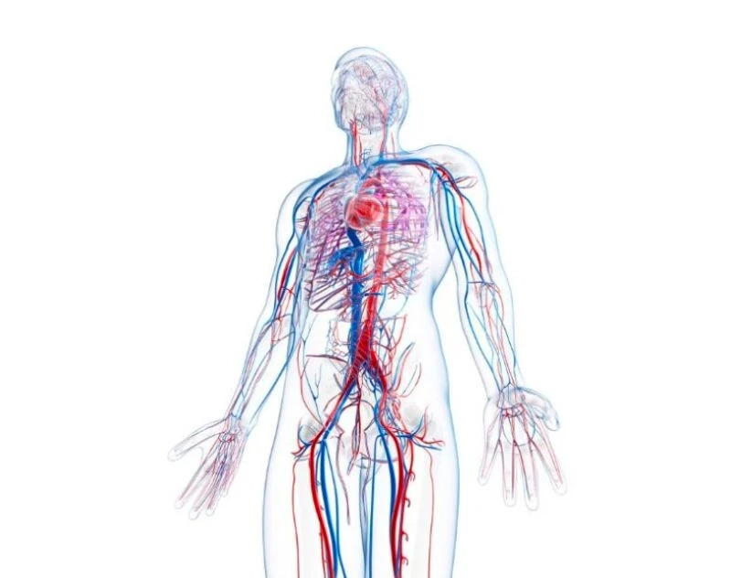 Learn More About Vascular Surgeons And The Conditions They Treat