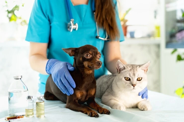 Why Veterinary Internal Medicine Is the Silent Hero of Animal Care