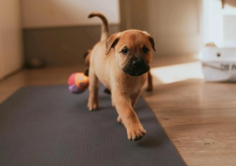 Why Puppy Yoga in Cambridge, Leicester, and Norwich Is Becoming the UK’s Cutest Wellness Trend | The Paw Studio