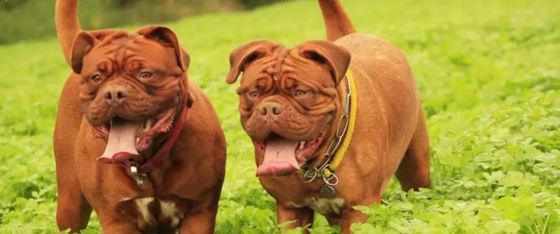 Private Dog Training | Individual Training Plans for Lasting Results