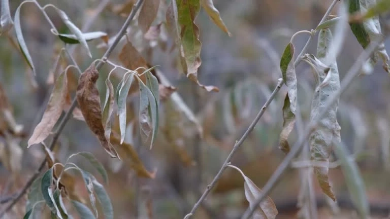 When to Call an Arborist for Eucalyptus Leaf Disease Treatment
