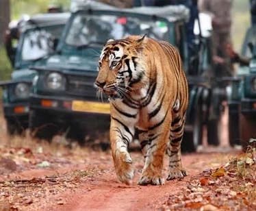 Finding the Pulse of the Wild – My Awakening in Kanha National Park