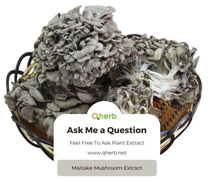 Everything You Should Know About Maitake Mushroom Extract