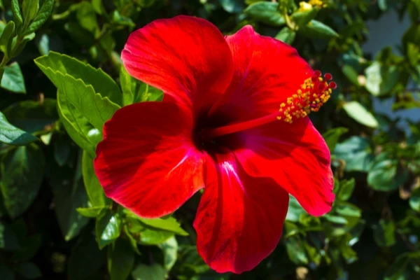 Gudhal ka phool