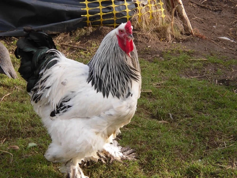 How to get daily update about Broiler Rates in Uttar Pradesh?