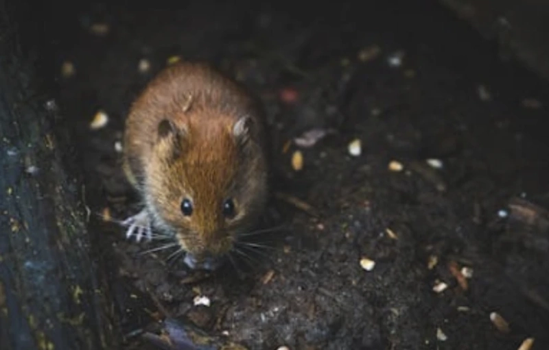 Rodent Control Perth: Why DIY Methods Fail and Professional Help Works Best