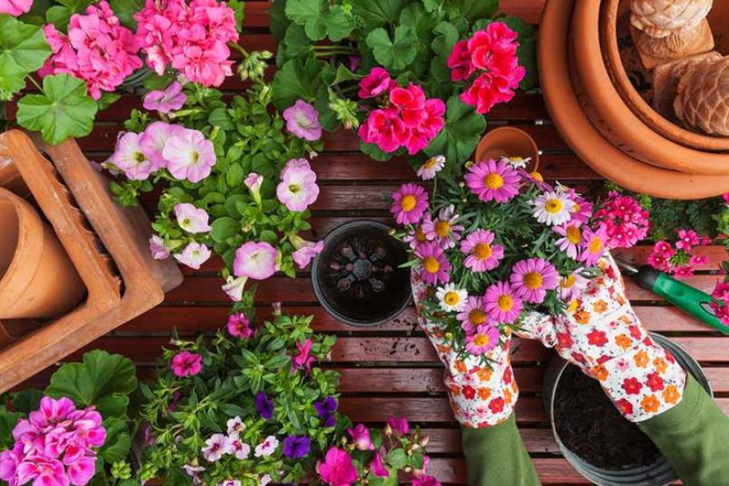 Gardening Products for Attracting Butterflies, Habitat Creation, and Milkweed Care