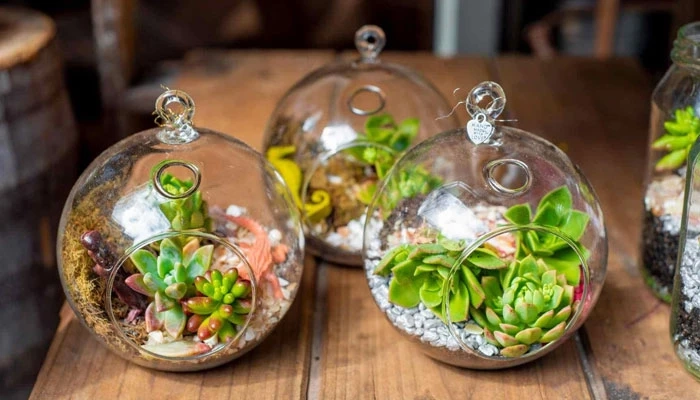The Benefits of Succulent Terrarium Plants: A Complete Review