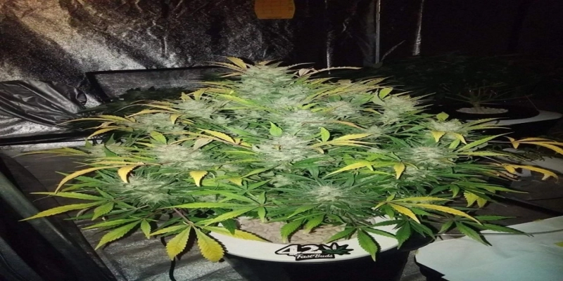 Thinking about Growing with White Widow Seeds? Check out These Real Grower FAQs