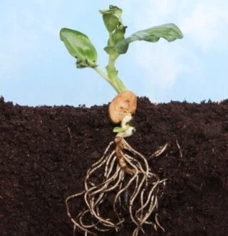 How Microbiometers Revolutionize Soil Testing and Analysis for Farmers