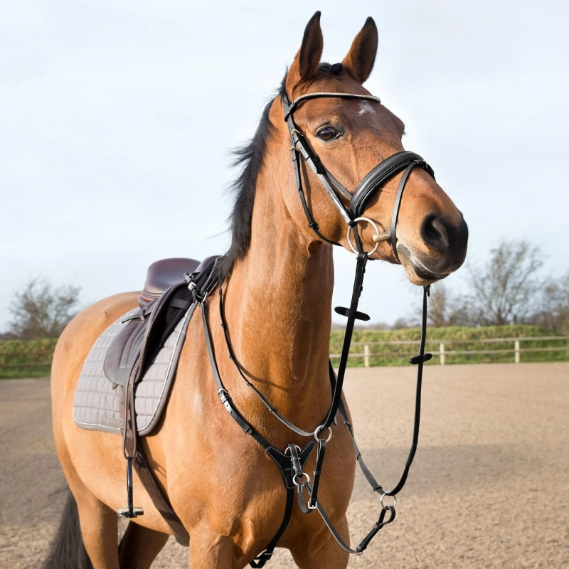 About Equine World