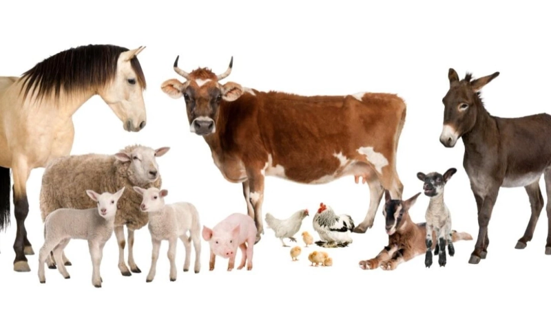 Innovative Solutions in Animal Nutrition: Feed Additives and Supplements