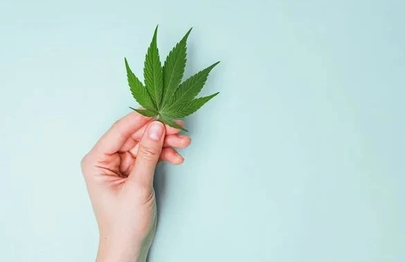 Cannabis Retail License Service – Scale And Types Including Regulations