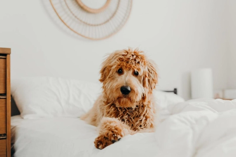 How to Train Your Goldendoodle