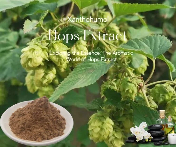 Exploring the Essence: The Aromatic World of Hops Extract