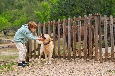 Environmental Enrichment in Long-Term Dog Boarding Farms