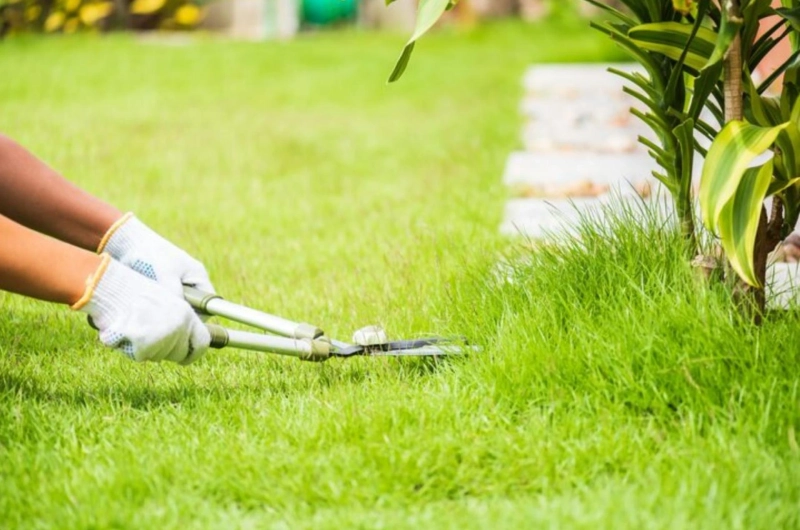 Ultimate Guide to Lawn Care: Tips for a Lush, Green Lawn