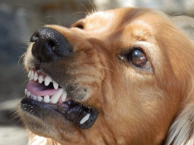What Should You Do When Your Neighbor Has an Aggressive Dog?