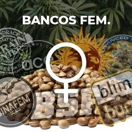Semillas Feminizadas 2025: Cultivo Seguro, Fácil y Productivo