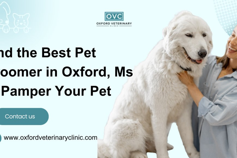 Find the Best Pet Groomer in Oxford, Ms to Pamper Your Pet